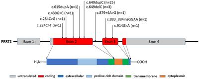 The Genotype and Phenotype of Proline-Rich Transmembrane Protein 2 Associated Disorders in Chinese Children